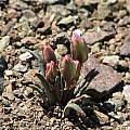 Lewisia rediviva, Mt. Diablo, Nhu Nguyen