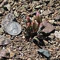 Lewisia rediviva, Mt. Diablo, Nhu Nguyen