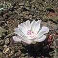 Lewisia rediviva, Mt. Diablo, Nhu Nguyen