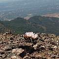 Lewisia rediviva, Mt. Diablo, Nhu Nguyen