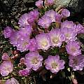 Lewisia rediviva, Tilden Botanical Garden, Monterey Co. form, Nhu Nguyen
