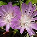 Lewisia rediviva, Michael Mace