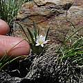 Lewisia triphylla, Tioga Pass, Nhu Nguyen