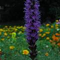 Liatris spicata