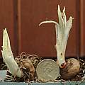 Liatris spicata corms, David Pilling