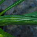Liatris spicata leaf rib, David Pilling