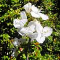 Libertia grandiflora, Mary Sue Ittner