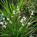 Libertia grandiflora, Mary Sue Ittner