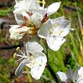 Libertia grandiflora, Mary Sue Ittner