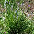 Libertia sessiliflora, Mary Sue Ittner