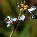 Libertia sessiliflora, pollinator, Bob Rutemoeller