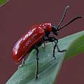 Lily beetle, David Pilling