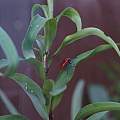 Lily beetle, David Pilling