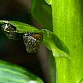 Lily beetle larvae, 9th June 2014, David Pilling