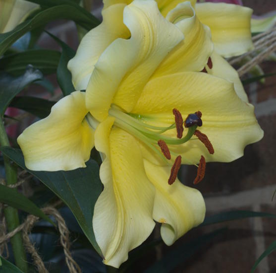Lilium Hybrids | Pacific Bulb Society