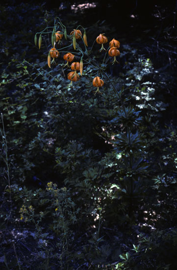 Lilium humboldtii | Pacific Bulb Society