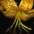 Lilium &#039;Citronella&#039;, Ron Parsons [Shift+click to enlarge, Click to go to wiki entry]