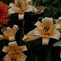 Lilium &#039;Eudoxia&#039;, David Pilling [Shift+click to enlarge, Click to go to wiki entry]