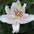 Lilium &#039;Extravaganza&#039;, David Pilling [Shift+click to enlarge, Click to go to wiki entry]