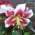 Lilium &#039;Leslie Woodriff&#039;, David Pilling [Shift+click to enlarge, Click to go to wiki entry]