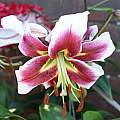 Lilium &#039;Leslie Woodriff&#039;, David Pilling [Shift+click to enlarge, Click to go to wiki entry]