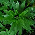 Lily Mottle Virus symptoms on Lilium longiflorum 'White Heaven' leaves, Janos Agoston