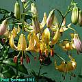 Lilium &#039;Mrs. R. O. Backhouse&#039;, Paul Tyerman [Shift+click to enlarge, Click to go to wiki entry]