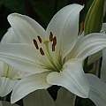 Lilium &#039;Novonna&#039;, David Pilling [Shift+click to enlarge, Click to go to wiki entry]