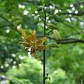 Lilium &#039;Preston Yellow&#039;, Jim McKenney [Shift+click to enlarge, Click to go to wiki entry]