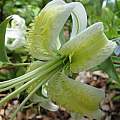 Lilium 'The Yeti' bred and photographed by, Rimmer de Vries