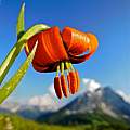 Lilium albanicum, Karsten Rohweder, iNaturalist, CC BY [Shift+click to enlarge, Click to go to wiki entry]