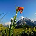 Lilium albanicum, Karsten Rohweder, iNaturalist, CC BY