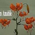Lilium amabile, Ron Moodycliffe [Shift+click to enlarge, Click to go to wiki entry]