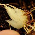 Lilium amabile seedling bulb, Pontus Wallstén
