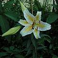 Lilium auratum var. platyphyllum, Janos Agoston [Shift+click to enlarge, Click to go to wiki entry]