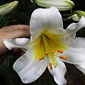 Lilium brownii var. viridulum, Arnold Trachtenberg