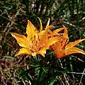 Lilium bulbiferum, Hans Joschko [Shift+click to enlarge, Click to go to wiki entry]