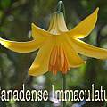 Lilium canadense, Ron Moodycliffe