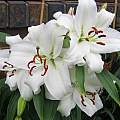 Lilium &#039;Casa Blanca&#039;, David Pilling [Shift+click to enlarge, Click to go to wiki entry]