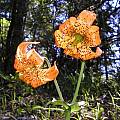 Lilium columbianum, Bob Rutemoeller