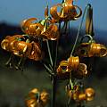 Lilium columbianum, Douglas County, Oregon, Ron Parsons