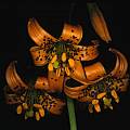 Lilium columbianum, Del Norte County, California, Ron Parsons