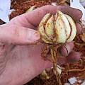Lilium columbianun bulb, Pontus Wallstén [Shift+click to enlarge, Click to go to wiki entry]