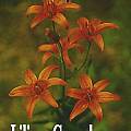 Lilium concolor, Ron Moodycliffe [Shift+click to enlarge, Click to go to wiki entry]