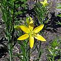 Lilium concolor v. coridion, Darm Crook