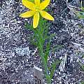 Lilium concolor v. coridion, Darm Crook