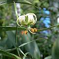 Lilium fargesii, John Lykkegaard Johansen [Shift+click to enlarge, Click to go to wiki entry]