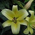 Lilium &#039;Golden Stargazer&#039;, David Pilling [Shift+click to enlarge, Click to go to wiki entry]