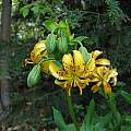 Lilium hansonii, UC Botanical Garden, Nhu Nguyen [Shift+click to enlarge, Click to go to wiki entry]