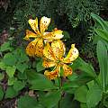 Lilium hansonii, UC Botanical Garden, Nhu Nguyen